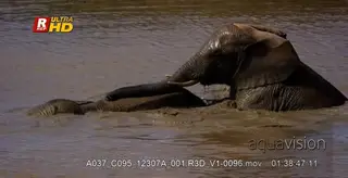 Two adult African Elephant swimming inside muddy water.