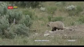 American Badger with juvenile walking and and looking around on prairie MLS