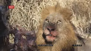 African Lion feeding on a carcass in bushveld then looking around CU HAND