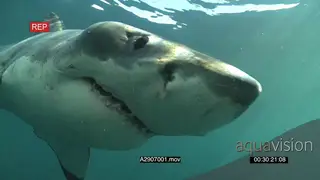 Great white shark gently swimming towards and bumping camera underwater in ocean then…