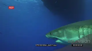 Great White Shark swimming underwater in ocean passing by camera and divers filming it.
