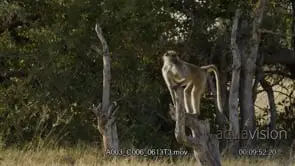 Adult Chacma baboon standing and sitting on top of a tree log while looking around