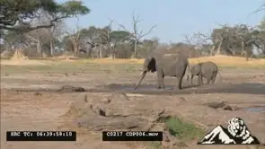 African Elephant herd standing and drinking water, Calf moving