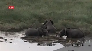 African Elephants being aggressive in river and others mating WS PAN