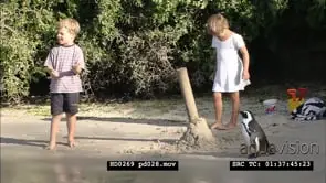 African Penguins at Boulders Beach, with beachgoers and bathers