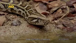Dwarf Burmese Python (Python bivittatus progschai) slithering on the ground and enters.