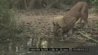 Caracal standing sniffing a waterhole and a tortise next to the waterhole FF
