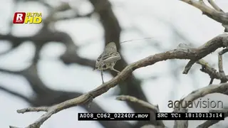 Sociable weaver standing on tree branch, holding a dry grass with its mouth and flying off.