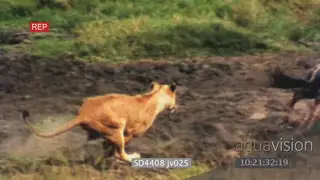 African lioness chase Wildebeest trips and falls NO TAKEDOWN