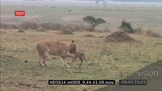 African Lioness runs after a topi and the calf, catches the calf and takes it down