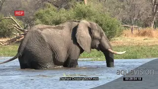 Elephant crossing a river in the Okavango Delta