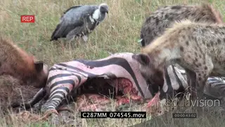 Spotted hyena clan feeding on Zebra carcass as White-backed vultures look on