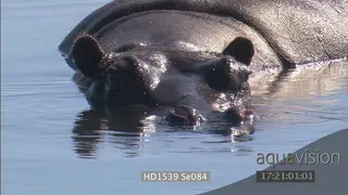 Hippo submerged in water facing camera disappear UW