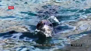 Leopard seal hunting Gentoo Penguins in Antarctica