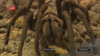 Baboon tarantula spider feeding on a prey ZI ZO GOOD LIGHT