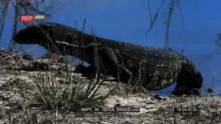 A Monitor Lizard searching for food in the river MS