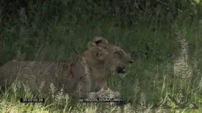 Young Lion cub Laying down grooming GENERAL BEHAVIOUR GREEN