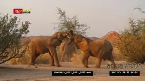 Desert Elephants attempt to fight 1 on its knees walk across near bush as other elephant.