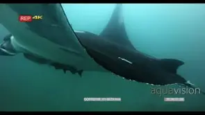 CU of a tagged giant manta ray that is heavily lade with remora's glides right past camera