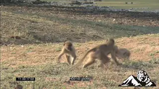 Yellow baboons on the riverbank playing, fight, chasing and sitting MWS