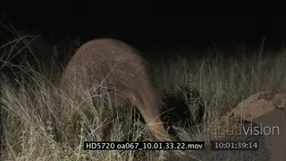 Aardvark feeding on termites in termite mound NIGHT