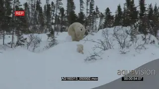 Polar bear mother followed by cubs patrolling investigating area trees alerted scouting.