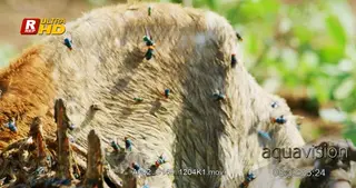 Flies gather on Impala carcass remains. CU.