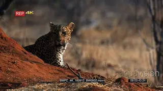 Leopard sitting next to an ant hill facing towards camera