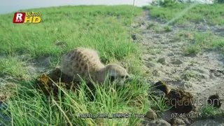 Meerkat chewing, digging a burrow and walking away from the camera.