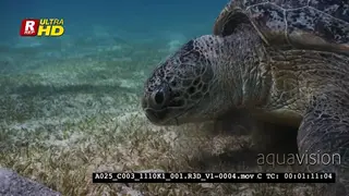 An Extreme Close Up, tracking shot of the face of a Green Sea Turtle mydas.
