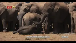 Elephant herd standing with baby elephant laying on the ground and stand up.