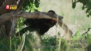 Three ground hornbill searching for food under trees