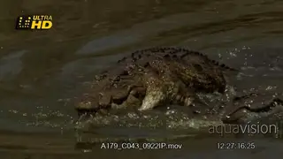 Affectinate behaviour of two Nile crocodiles mating in water.