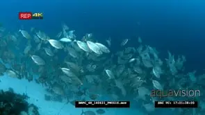 A large school of Bigeye Snappers