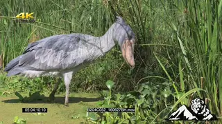 Shoebill fishing in a swamp