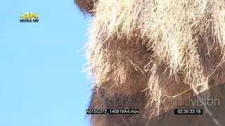 CUTAWAY Sociable Weaver nest SLOWMO
