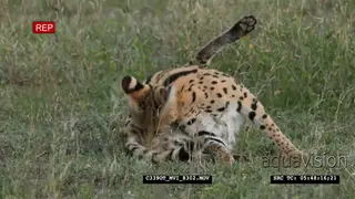 The serval (Leptailurus serval) laying on the grass grooming and looking around alert.