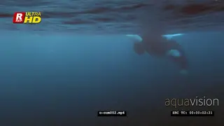 Orca Killer Whales hunting herring in noway UW