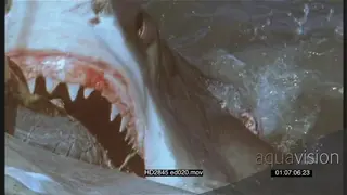 Great White Shark feeding on whale carcass in ocean MLS FILM SLOWMO