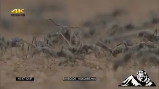 A colony of ants crawling around.