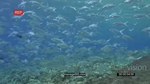 School of Talang Queenfishes with Black Triggerfishes swimming and turning on coral reef.