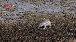Cape ground squirrel eating buck dropping