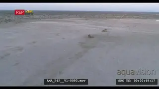 Aerial Drone African lioness in the distant walking over bushveld salt-pan Wildebeest.