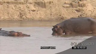 Hippo looking across at other hippo's intimidation behaviour
