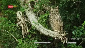 Spotted eagle owl looking at camera MS