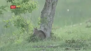 Bobcat walking and looking around on prairie