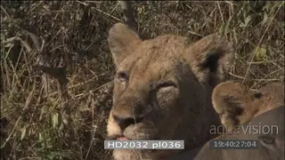 Wounded African lioness looking across laying head down