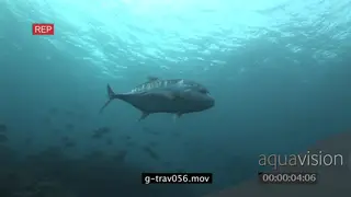 Giant Kingfish swimming and turning underwater in ocean and schools of varied sea fishes.