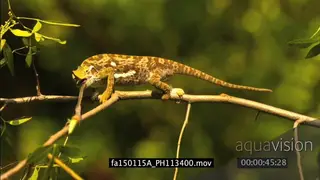 Flap-neck Chameleon stalks and catches Grasshopper in slow-motion