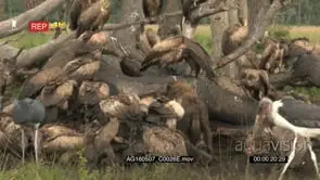 Diversity of vultures and hyena gathered and eating from an elephant carcass.